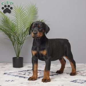 Ollie, Doberman Pinscher Puppy